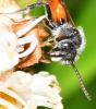 Nomada sp.